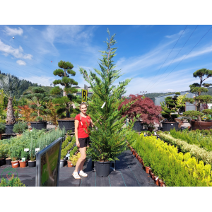 Cyprusovec leylandský (Cupressocyparis leylandii) - výška 200-250 cm, kont. C25L